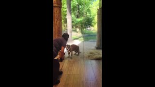 Tiger Cub Plays Supawvisor for Window Cleaner at Zoo [upl. by Aran]