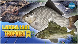 Russian Fishing 4 RF4 Ladoga Lake SUPER ACTIVE SPOT TROPHY GIBEL🐟 [upl. by Eirak849]