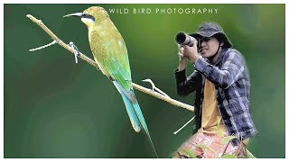 Wild Bird Photography  Bluetailed beeeater [upl. by Docia]