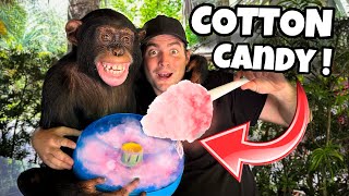 MAKING COTTON CANDY WITH CHIMPANZEE  WHAT HAPPENS [upl. by Aztiram726]