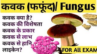 कवक क्या होता है what is fungus फफूंद fungi लाइकेन क्या है  fungus biology [upl. by Anelra]