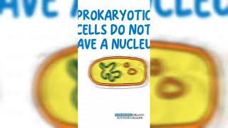 Eukaryotes vs Prokaryotes 🤔 [upl. by Ikaz]