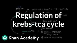 Regulation of Krebs  Citric Acid Cycle [upl. by Becket]