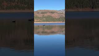 Geese at Vallecito Lake [upl. by Annitsirhc453]