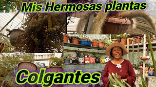 MIS HERMOSAS PLANTAS COLGANTES🏵🌸🪷jardineandoconvero 🌹🌻🌺suculentas flores plantas colgantes [upl. by Meil]