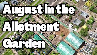 the joy of allotment gardening in august allotment gardening in the uk vlog [upl. by Gelasius]