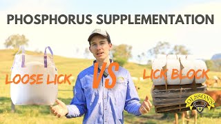 How to Identify amp deal with Phosphorus deficiencies in Cattle [upl. by Yelrebmyk]