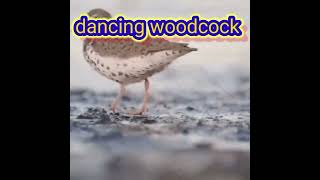 woodcock dancing to Nothing by Retroblue [upl. by Alejoa]