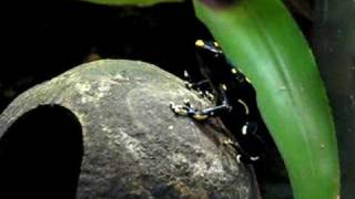 Dendrobates Tinctorius Alanis call [upl. by Emor]