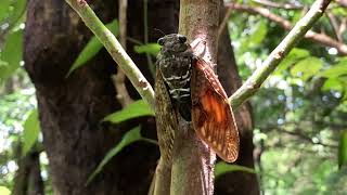 セミの鳴き声 リュウキュウアブラゼミ Graptopsaltria bimaculata 沖縄のセミ cicada insect [upl. by Town246]