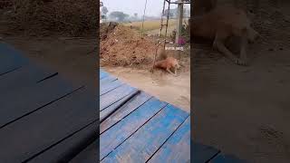 Dog vs Monkey fight 💪comedy subscribe Bong soumyajit Aquarium [upl. by Apple129]