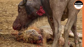 Lion Killed By The Strongest Buffalo Ever [upl. by Rosenzweig373]