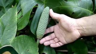 How to tell Monstera deliciosa from Philodendron bipinnatifidum [upl. by Walburga]