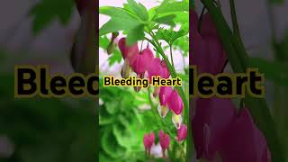 Bleeding Heart bleedingheart beautifulflowervideo ytshortvideo [upl. by Dugaid863]