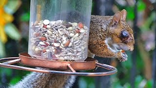 Squirrel Botfly Larvae in Eye FYV [upl. by Norvil]