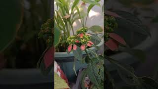 summer poinsettia plant care tips गर्मी के इस beautiful plant ko jrur lgaye [upl. by Anisah]