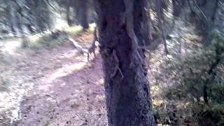 Spinone Italiano hunting grouse in Colorado [upl. by Flossy]