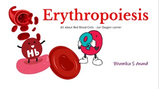 Erythropoiesis Red blood cell formationmedical physiology redbloodcells hematology stemcells [upl. by Noella845]