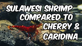 The Art of Sulawesi Shrimp Keeping compared to neocaridina and caridina🦐 [upl. by Gilletta437]