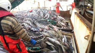 Fishing and Processing on a Freezing Trawler [upl. by Mountfort]