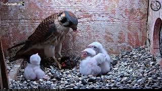 American Kestrel Chick Upended During Feeding – June 21 2018 [upl. by Dearborn754]