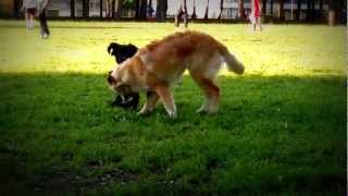 Flat Coated Retriever Vs Golden Retriever [upl. by Elrebma]