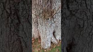 English Oak Quercus robur  base of trunk  November 2017 [upl. by Engvall103]