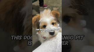 This dog is a cat lover shortvideo animals pets cat straycat dog shorts [upl. by Celene]