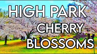 Experience Natures Beauty  Cherry Blossoms at High Park Toronto  Your Virtual tour [upl. by Shurlock223]