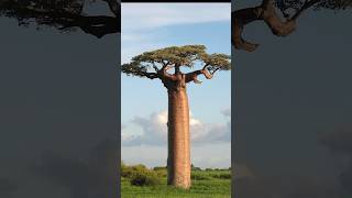 5 Amazing Reasons the Baobab Tree is NATURES SUPERSTAR [upl. by Phyllida]