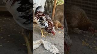 Whitehackle roostersandhens chickenbreeds chicken roosters chickentypes birds pets animals [upl. by Judy]