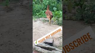 Wow Hen sounds brahmachickens viralvideo istanaayambangkok ayam anakayambangkopetsBirsds [upl. by Rednasela]