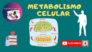 Metabolismo celular  anabolismo  catabolismo  ATP energía [upl. by Annehsat413]