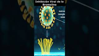 🔬 Inhibición Viral con Bromelina🌿 [upl. by Daphie]