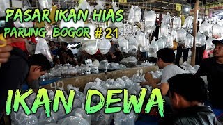 IKAN DEWA  Pasar ikan hias parung Bogor  21 [upl. by Nallek]