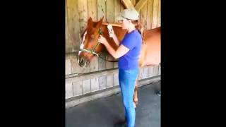 Tellington TTouch Head Wrap for Horses [upl. by Harvard]