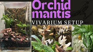 General Life of an Orchid Mantis 2 [upl. by Zitah]