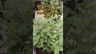 Saventi flower plant care tips l Chrasanthemum flower plantcare sevanti Divyajoseph10000M garden [upl. by Vivien]