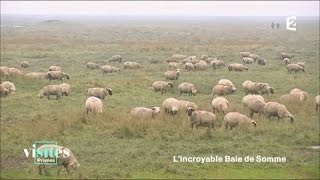 Les moutons des prés salés  Visites privées [upl. by Orr]