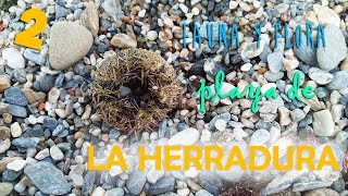 Viaje a LA HERRADURA GRANADA  Capítulo 2  VLOG [upl. by Mosenthal]