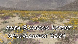 Anza Borrego Wildflowers 2024 Where to find them [upl. by Eaneg586]