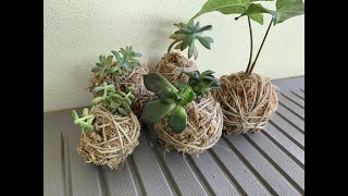 Kokedama for Beginners [upl. by Tiebout114]