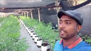 My Scotch Bonnet Cultivation  අඩු වියදමකින් නයි මිරිස් වවමු  සියලු දේ මුලසිටම  How to use K 44 [upl. by Alie975]