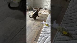 Kitten Gets Spooked by Rolling Ball and Takes a Tumble 😂🐾 shorts KittenFails [upl. by Eniloj]