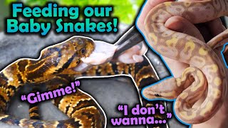 Feeding Baby Snakes their First Meals [upl. by Caesaria701]