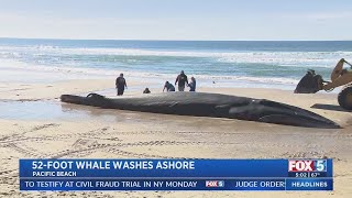 52Foot Whale Washes Up On Pacific Beach In San Diego [upl. by Kassel]