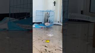 Le coupable du chaos dans la maison shorts short shortvideo chien [upl. by Nolrac]