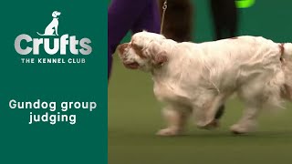 Group Judging Gundog and Presentation  ​Crufts 2023 [upl. by Donaugh]