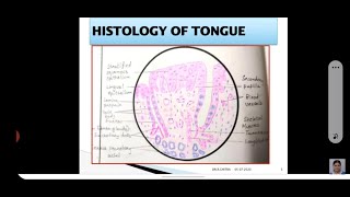 HISTOLOGY OF TONGUE [upl. by Nnylekoorb]