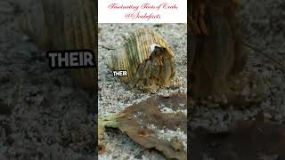 Crabs marinelife facts shorts shortvideo scubefacts knowledge learning learn like [upl. by Reifel]